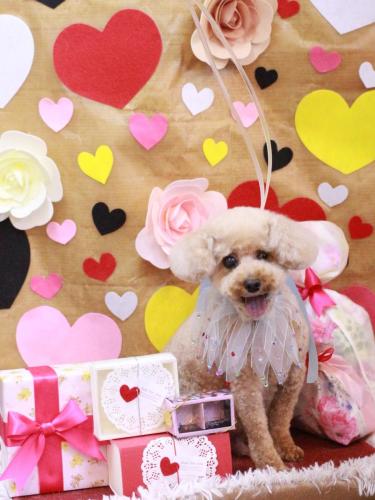 20230217クッキーくん